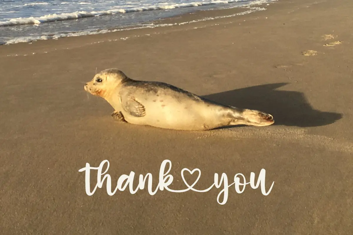 Bedankt_zeehond
