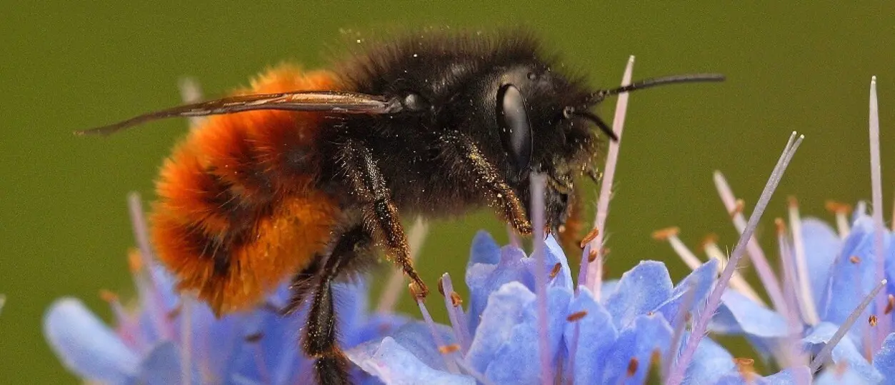 20150410-osmia-cornuta-1-small-2558x1100-3_1253_539